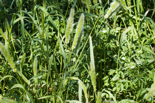 Polypogon monspeliensis (rabbitfoot grass) (alternate view 3)
