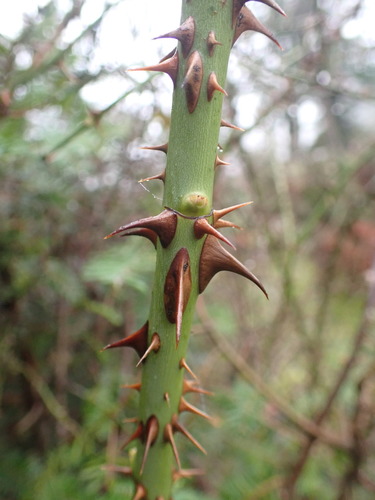 Rosa rubiginosa (Sweet-brier)