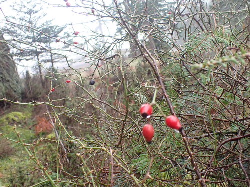 Rosa rubiginosa (Sweet-brier)