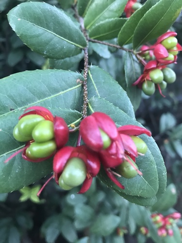 Ochna serrulata (Small-leaved plane) (alternate view 8)