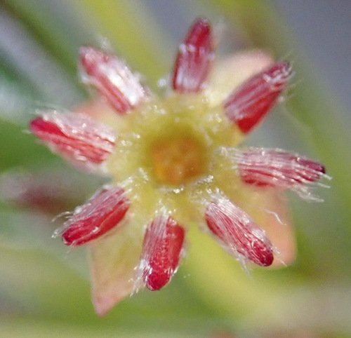 Struthiola (capesprays)