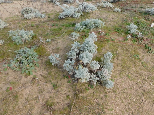 Artemisia pycnocephala (coastal sagewort) (alternate view 2)
