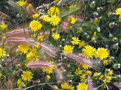 Crepis (hawksbeards)
