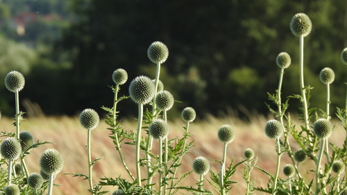 Echinops sphaerocephalus (Great Globe Thistle)