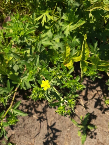Potentilla norvegica (rough cinquefoil) (alternate view 2)
