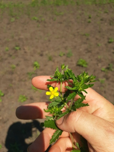 Potentilla norvegica (rough cinquefoil) (alternate view 3)
