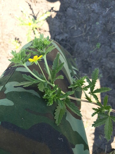 Potentilla norvegica (rough cinquefoil) (alternate view 4)