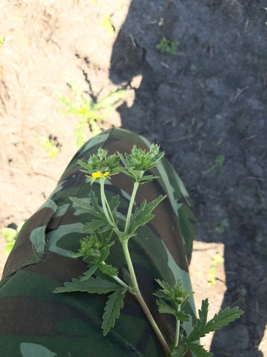 Potentilla norvegica (rough cinquefoil) (alternate view 5)