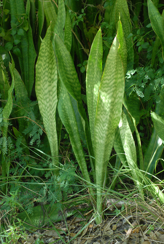 Sansevieria (Mother-in-law's Tongues) (alternate view 3)