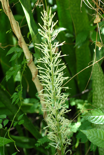 Sansevieria (Mother-in-law's Tongues) (alternate view 4)
