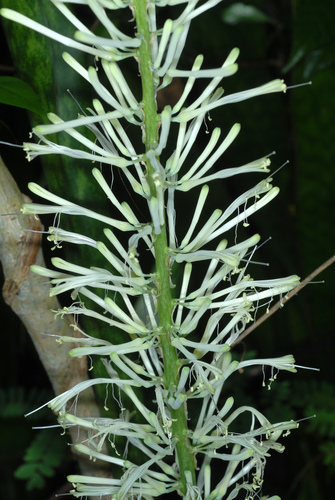 Sansevieria (Mother-in-law's Tongues) (alternate view 5)