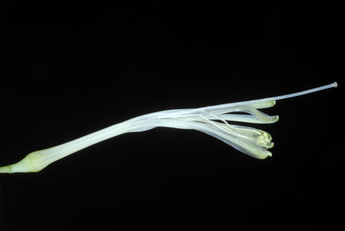 Sansevieria (Mother-in-law's Tongues) (alternate view 6)