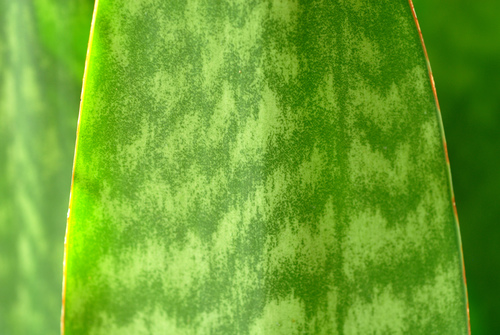 Sansevieria (Mother-in-law's Tongues) (alternate view 2)