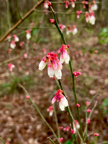Vaccinium elliottii (mayberry) (alternate view 13)