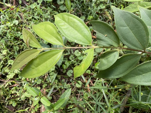 Rhodamnia rubescens (scrub turpentine)