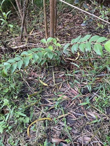 Rhodamnia rubescens (scrub turpentine) (alternate view 2)