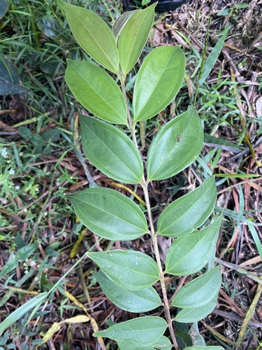 Rhodamnia rubescens (scrub turpentine) (alternate view 3)