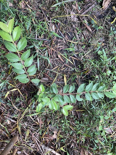 Rhodamnia rubescens (scrub turpentine) (alternate view 4)