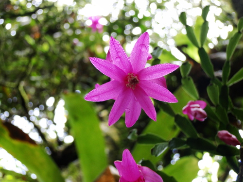 Schlumbergera (Christmas cacti) (alternate view 5)