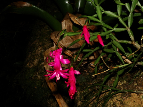 Schlumbergera (Christmas cacti) (alternate view 6)