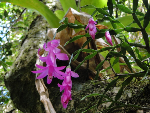 Schlumbergera (Christmas cacti) (alternate view 7)