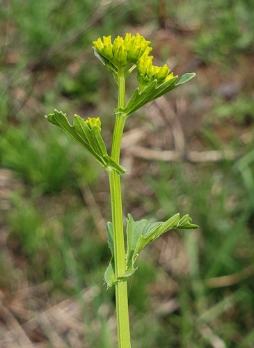 Barbarea orthoceras (American yellowrocket) (alternate view 8)