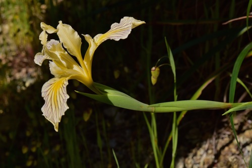 Iris × thompsonii (alternate view 3)