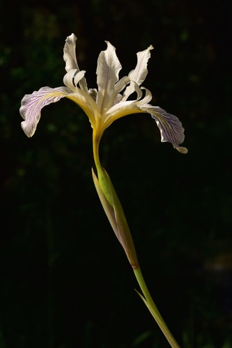 Iris × thompsonii (alternate view 4)