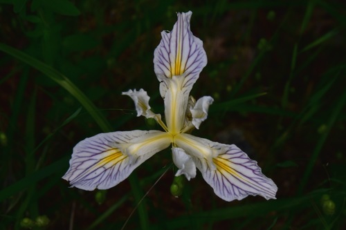 Iris × thompsonii (alternate view 5)