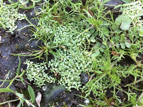 Callitriche (Water Starworts) (alternate view 2)