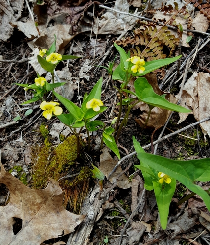 Viola hastata (Halberd-leaved violet) (alternate view 6)
