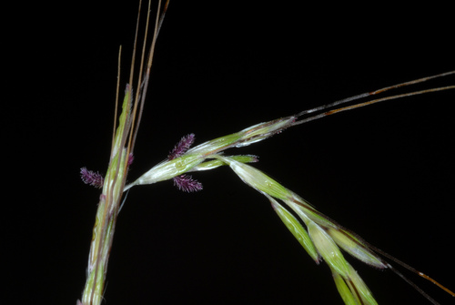 Bothriochloa (Bluestems) (alternate view 3)