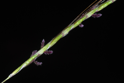 Bothriochloa (Bluestems) (alternate view 5)