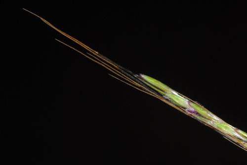 Bothriochloa (Bluestems) (alternate view 6)
