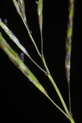 Bothriochloa (Bluestems) (alternate view 7)