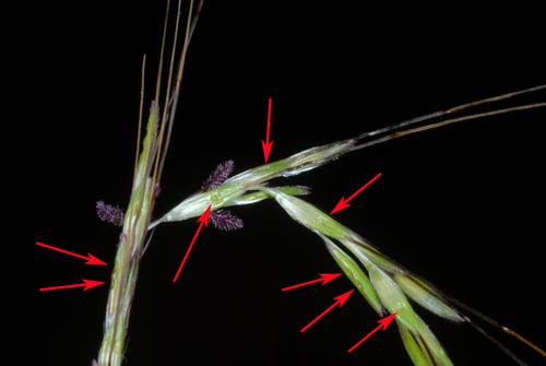 Bothriochloa (Bluestems) (alternate view 4)