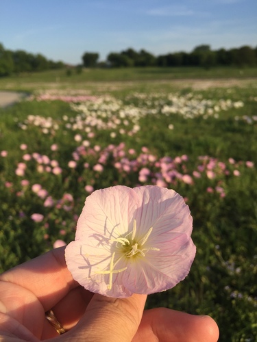 Oenothera speciosa (pinkladies, pink evening primrose)