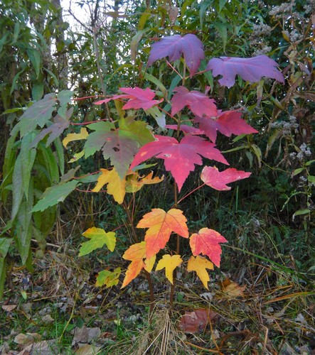 Acer (maples) (alternate view 5)