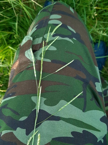 Glyceria fluitans (water manna grass)