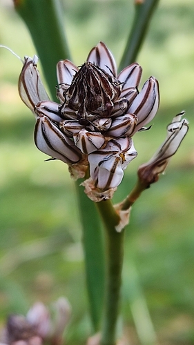 Asphodelus (asphodels) (alternate view 9)