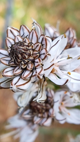 Asphodelus (asphodels) (alternate view 10)