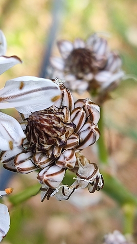 Asphodelus (asphodels) (alternate view 11)