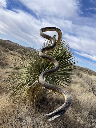Yucca elata (soaptree yucca) (alternate view 9)