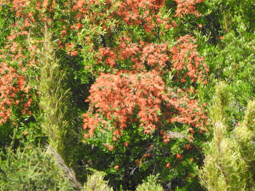 Embothrium coccineum (Chilean fire tree) (alternate view 9)