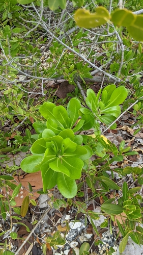 Scaevola taccada (beach naupaka) (alternate view 2)