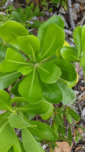 Scaevola taccada (beach naupaka) (alternate view 3)