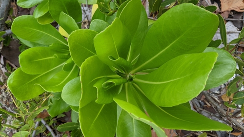Scaevola taccada (beach naupaka) (alternate view 4)