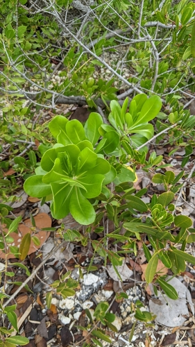 Scaevola taccada (beach naupaka) (alternate view 5)