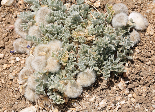 Astragalus purshii (woollypod milkvetch)