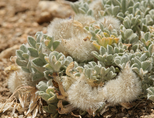 Astragalus purshii (woollypod milkvetch) (alternate view 2)